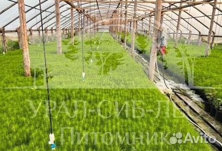 Горная сосна Мугус сеянцы зкс для лесовосстановлен