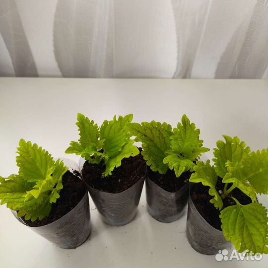 Монстера, колеусы