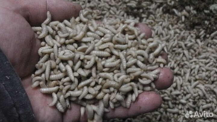 Черная львинка-опарыш