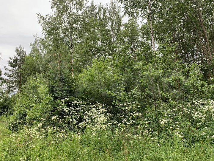 Участок 24,4 сот. (СНТ, ДНП)