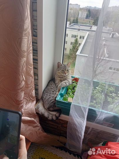 Потерялась кошка