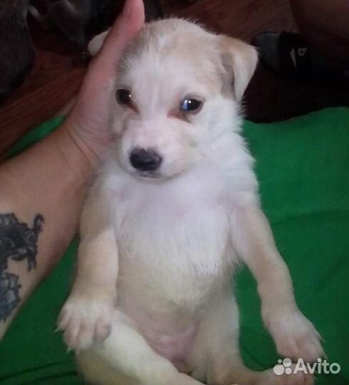 Отдам щенков в добрые руки бесплатно