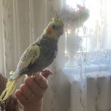 Попугай птенец кореллы