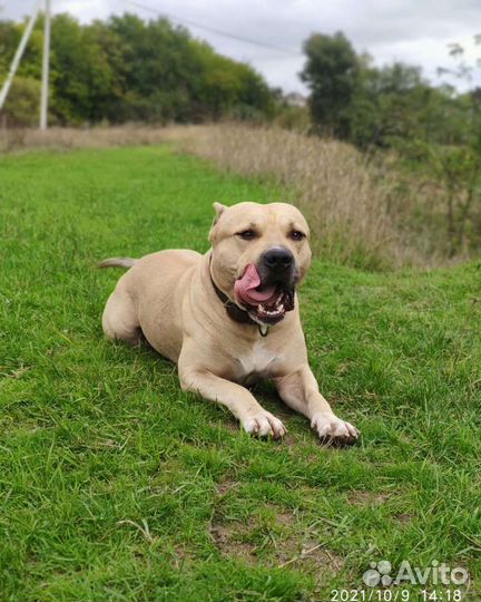 Случка собак