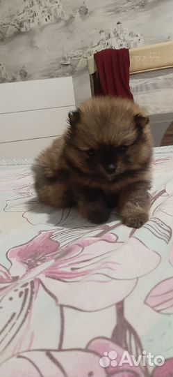 Померанский шпиц мини