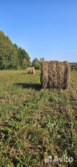 Сено в рулонах (люцерна) прф-145