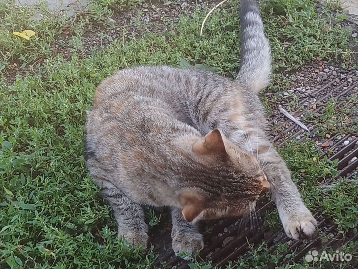 Потерялась кошечка в Шанхае