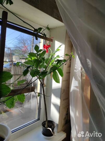 Аморфофаллус