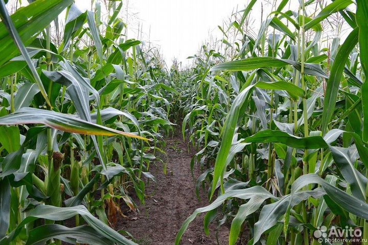 Минеральное удобрение