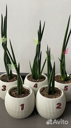 Сансивиерия цилиндрика в кашпо