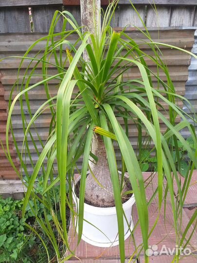 Нолина пальма большая очень торг