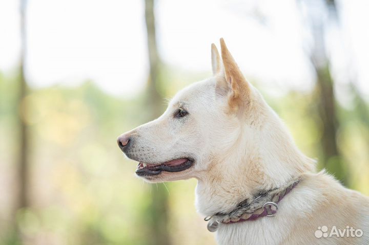 Вольт ищет дом