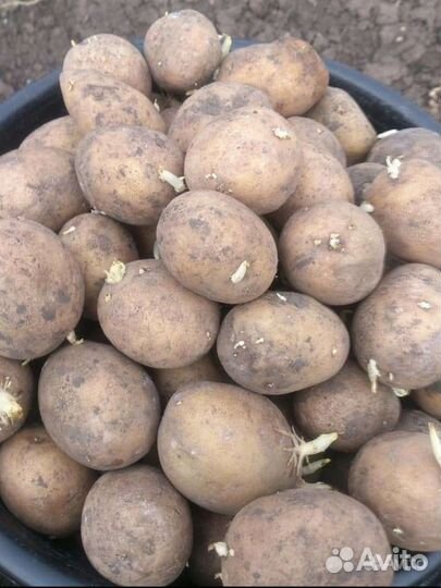 Продам мелкий картофель