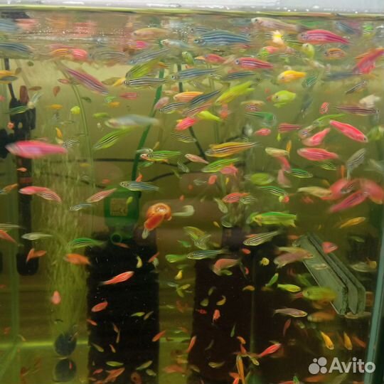 Продам аквариумных рыбок опт и розница