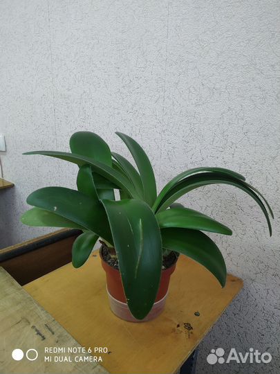 Комнатные цветы (большой выбор)