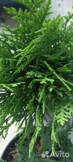 Ель Глаука,Можжевельники, Туи