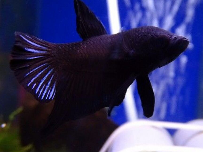 Петушок Плакат Черный бархат (Betta splendens var