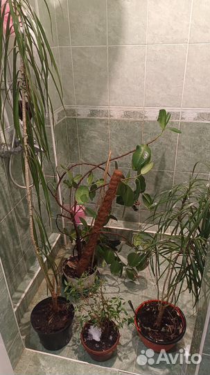 Комнатные цветы бесплатно