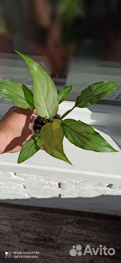 Спатифиллум спилт милк