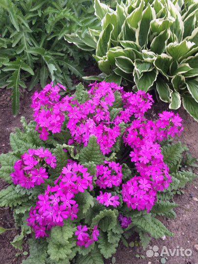 Растения для сада