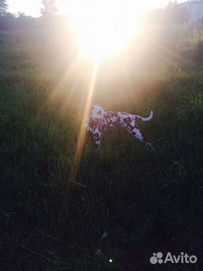 Далматин вязка