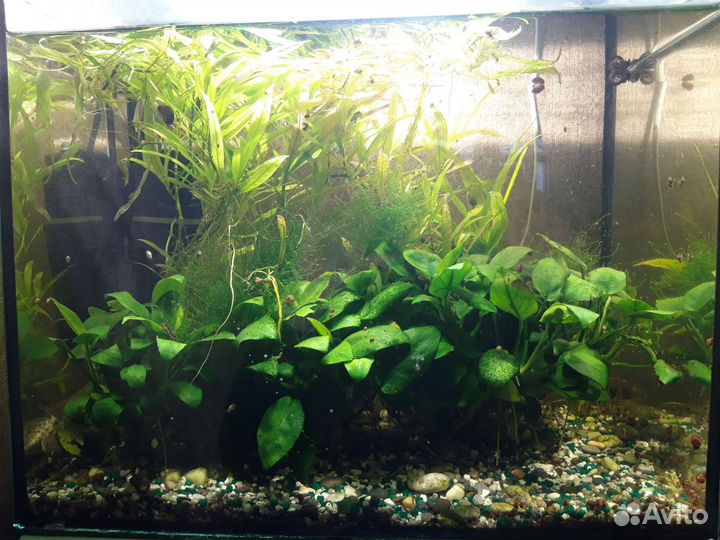 Аквариум