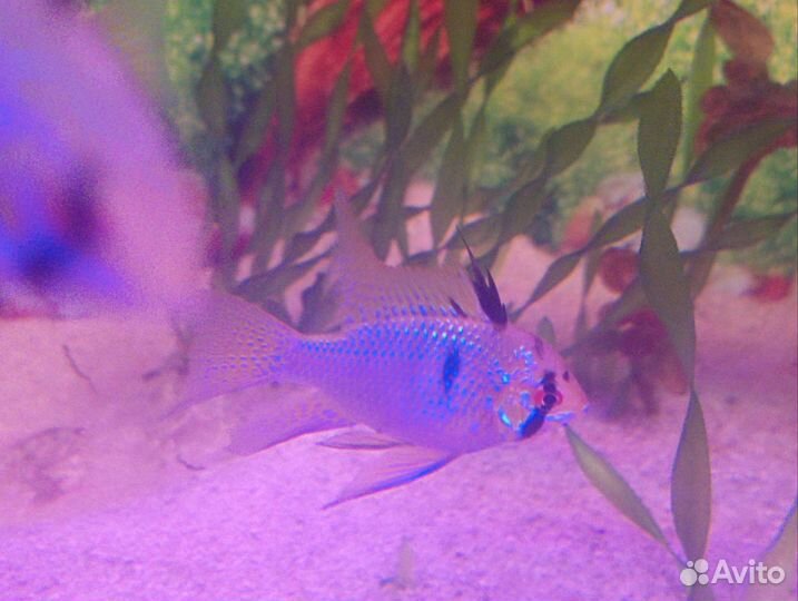 Рыбки аквариумные