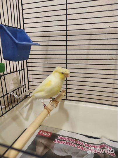 Кенара и канарейки