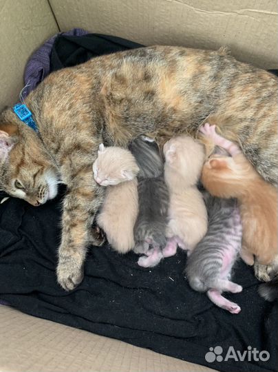 Котята бобтейл