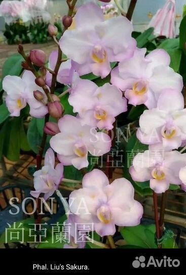 Орхидея Liu's Sakura KF