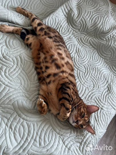 Бенгальская