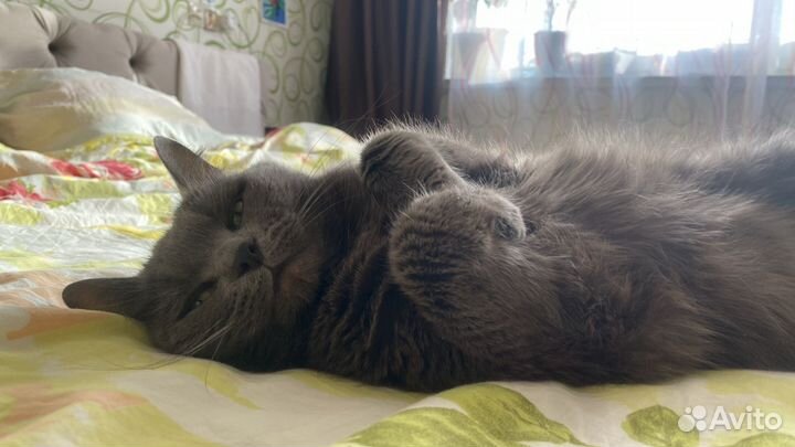 Кошка