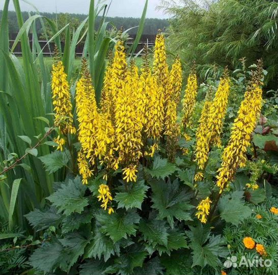 Камнеломка, птицемлечник, рябчик, бузульник, вербе