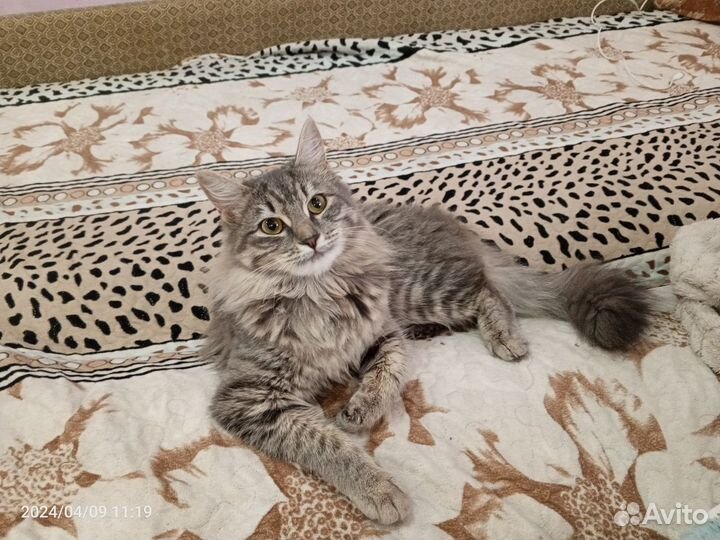 Кошка