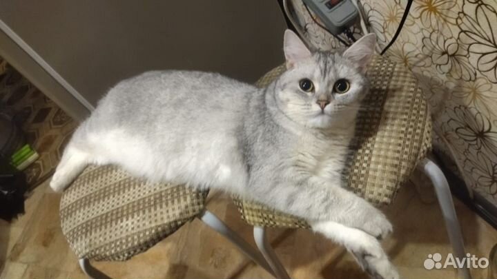 Шотландская вислоухая (мальчик.)