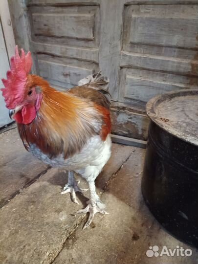 Молодые петухи