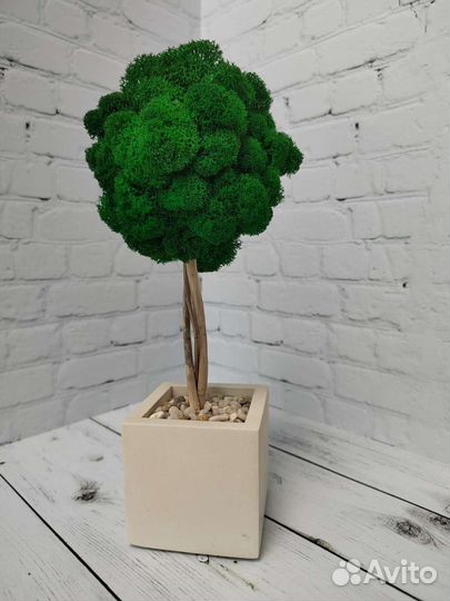 Дерево из стабилизированного мха