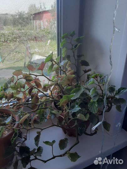 Комнатные цветы