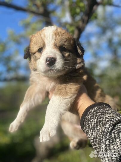 Щенки в добрые руки