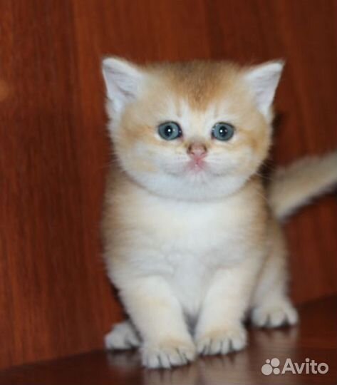 Золотые британцы