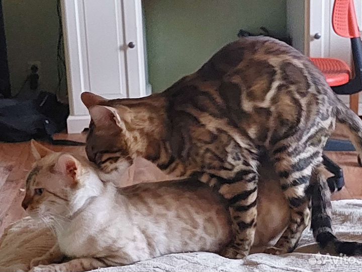 Бенгальский кот на вязку