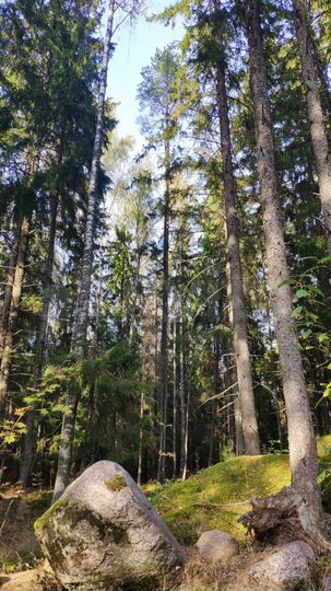 Участок 25 сот. (ИЖС)