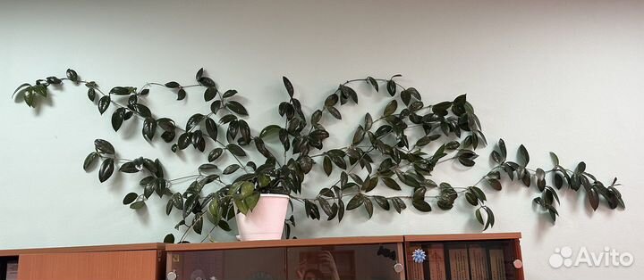 Плющ восковой (хойя)