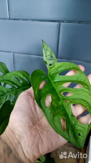 Монстера адансона (манки маск)