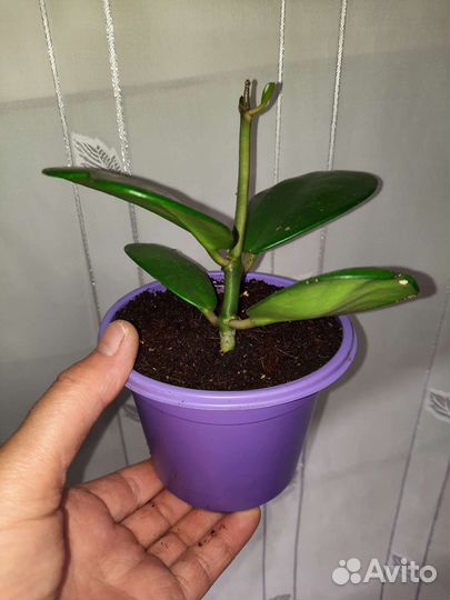 Хойя Керри (сердечко)