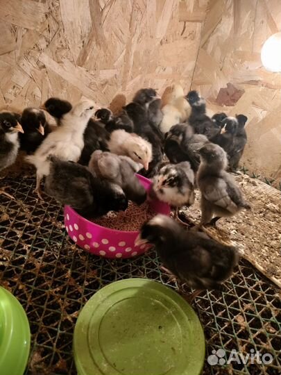 Домашняя птица несушки
