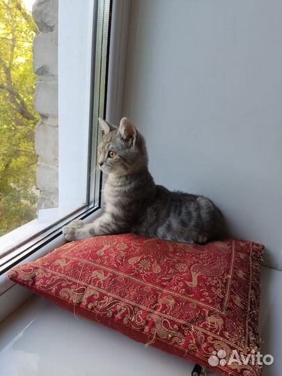 Котенок Гоша