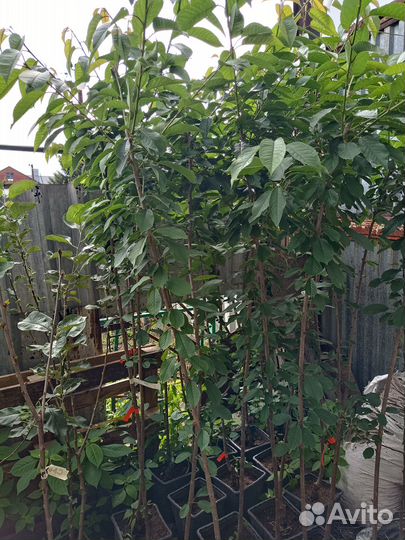 Саженцы черешни