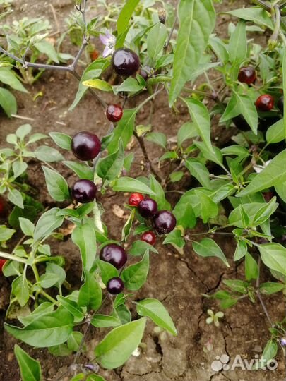 Перец острый, семена