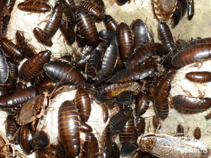 Сверчок (кормовые насекомые)